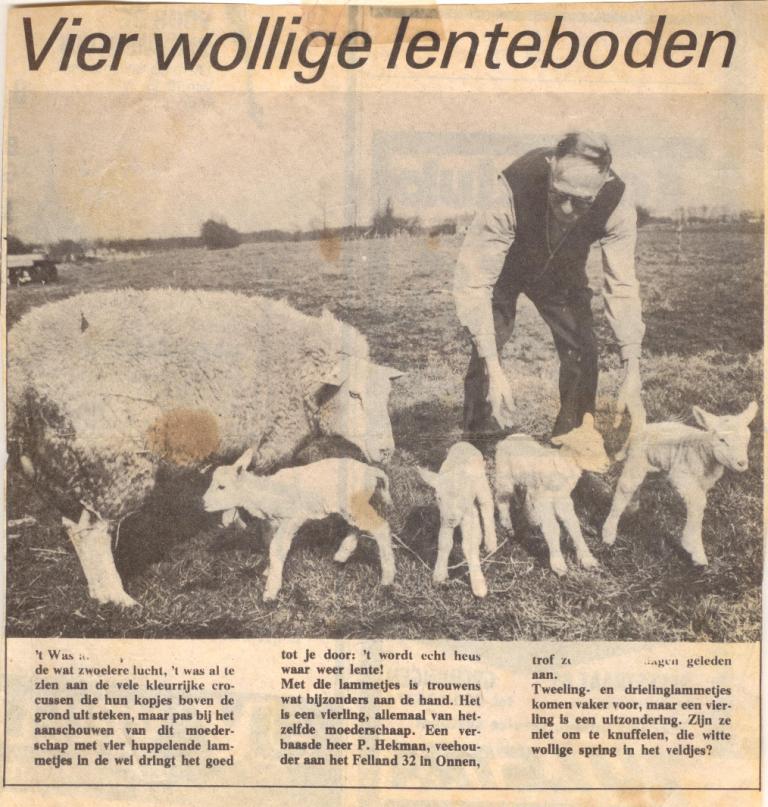 Vier wollige lenteboden